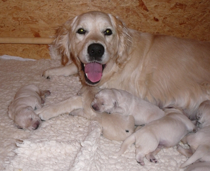 Lilli mit ihren Babys, unserem F-Wurf